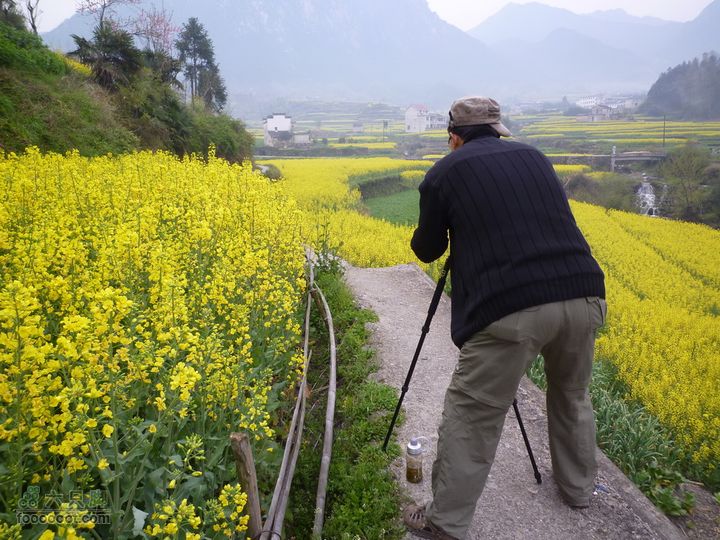 家朋油菜花，荆州小九华(添加一些去年新安江山水画廊的)P1080921