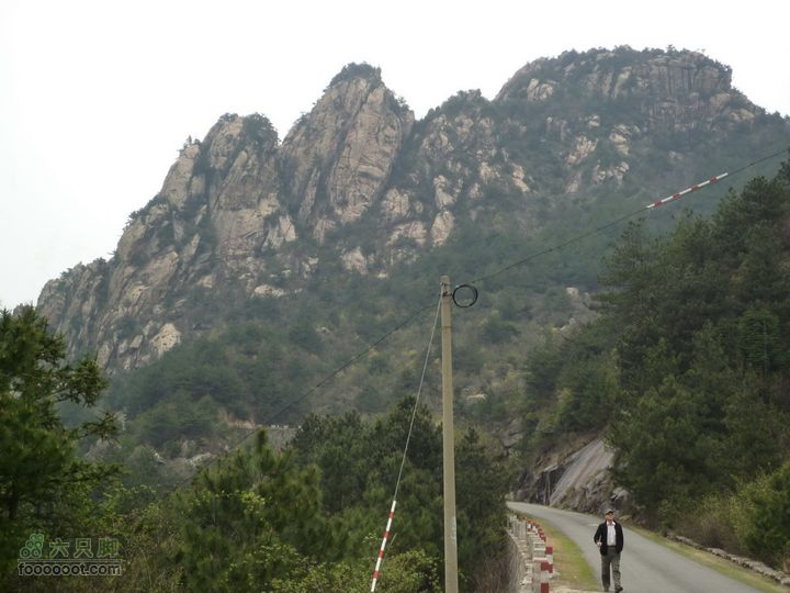 家朋油菜花，荆州小九华(添加一些去年新安江山水画廊的)P1090059