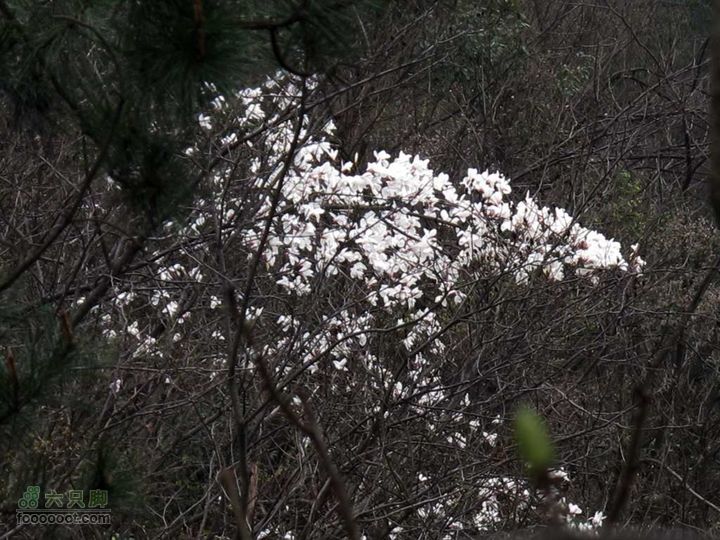 大明山正穿（单日）IMG_0194