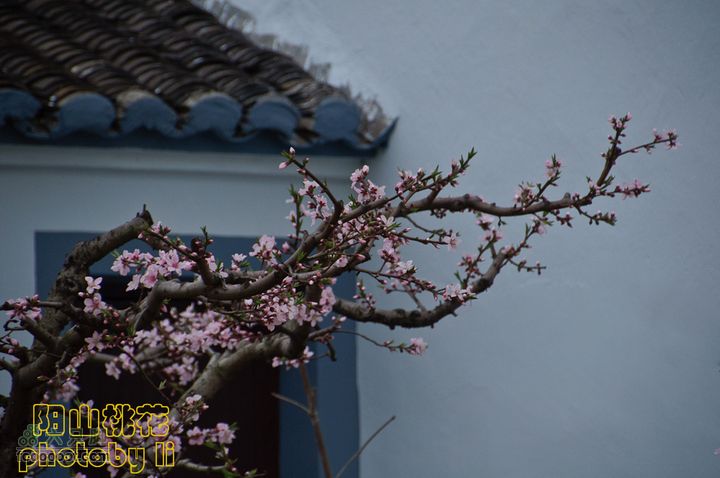 桃花盛开的地方---无锡阳山阳山桃花-126
