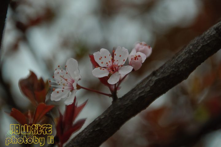 桃花盛开的地方---无锡阳山阳山桃花-102
