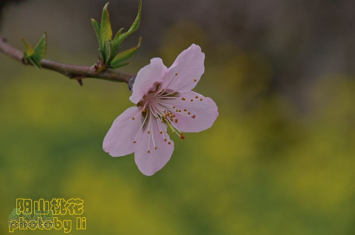 桃花盛开的地方---无锡阳山阳山桃花-111