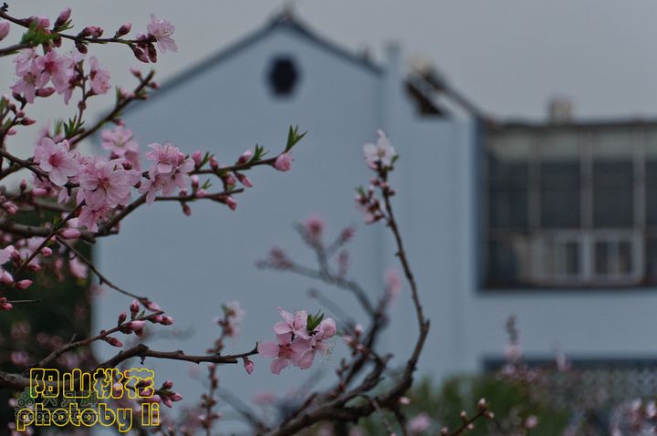 桃花盛开的地方---无锡阳山阳山桃花-114