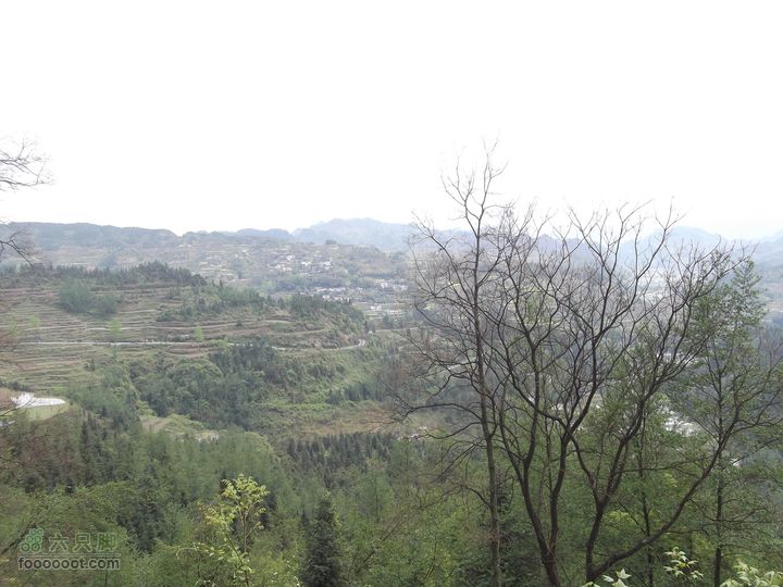 2012年4月15日万坪杉木河水库万福线半坡中风景