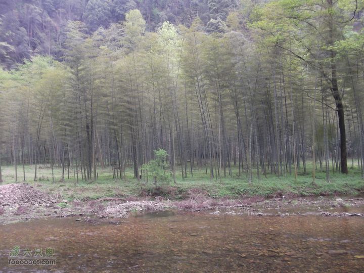 2012年4月15日万坪杉木河水库万福线竹林