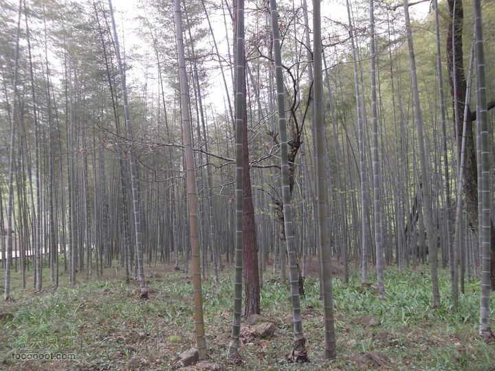 2012年4月15日万坪杉木河水库万福线竹林