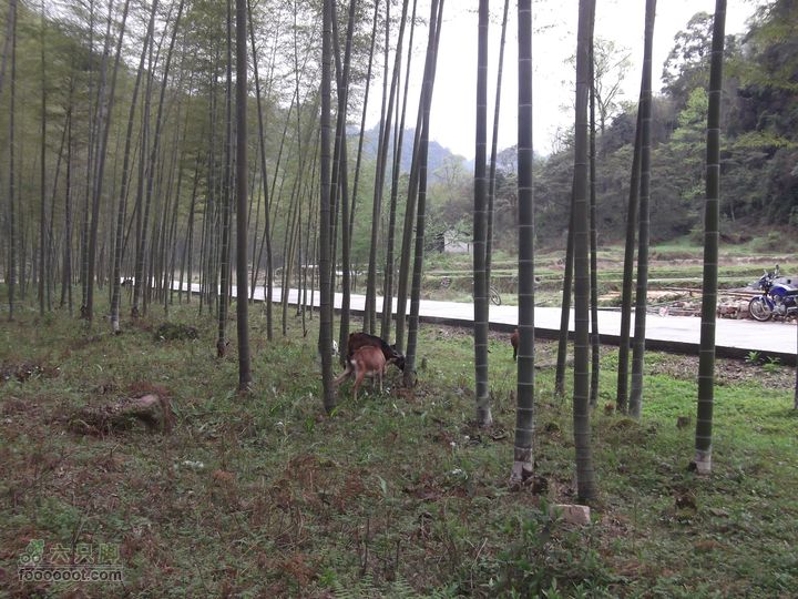 2012年4月15日万坪杉木河水库万福线竹林
