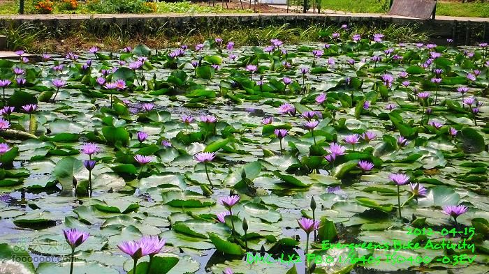 2012 04 15 荃錦坳、清快塘、大棠P1460384