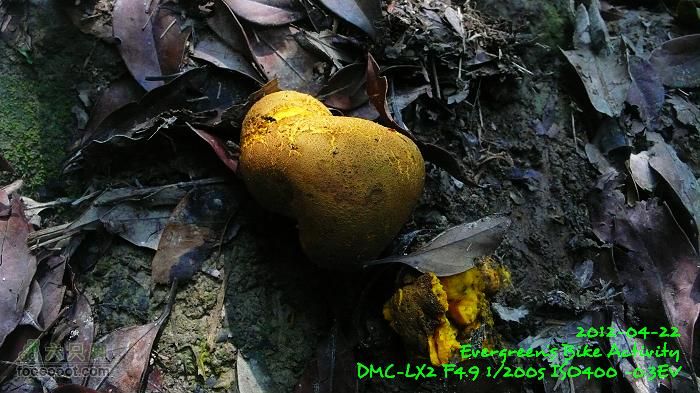 2012 04 22 天梯、榕北走廊、鹿湖郊遊徑P1460652