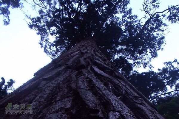 东天目至天目大峡谷徒步昭明寺旁的大树