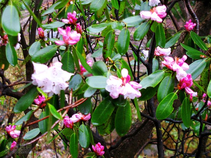 朱雀森林公园conew_img_0030