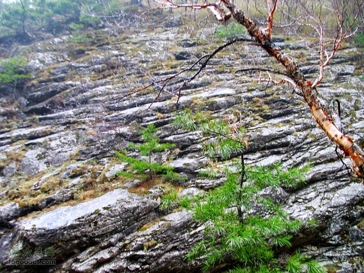 朱雀森林公园conew_img_0034