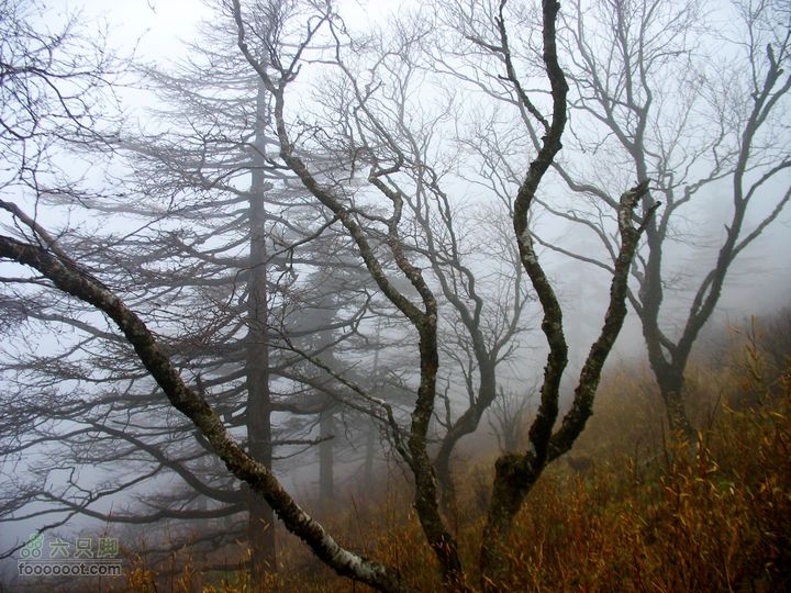 朱雀森林公园conew_img_0053