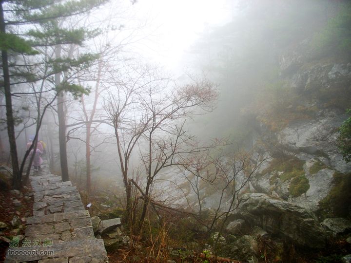 朱雀森林公园conew_img_0059