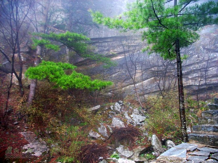 朱雀森林公园conew_img_0068