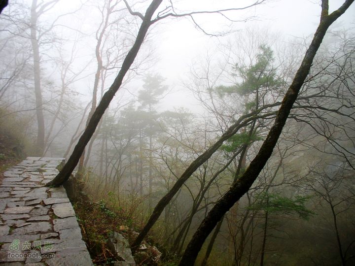 朱雀森林公园conew_img_0071