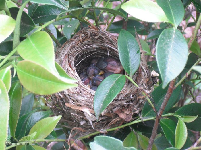 4.30仙居景星岩徒步发现鸟窝，有5只小鸟