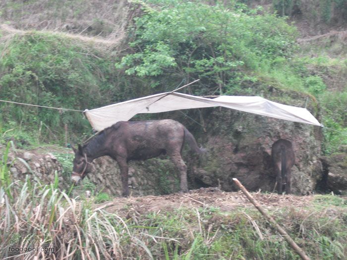 4.30仙居景星岩徒步两头真正的驴