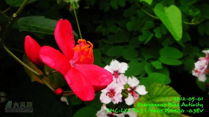 2012 05 01 大埔、上水華山、錦田P1460694