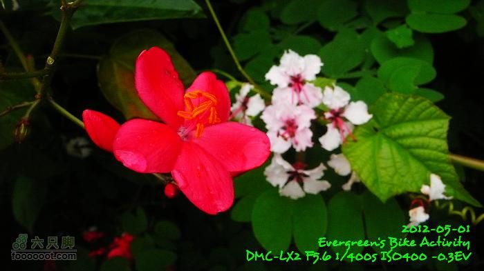 2012 05 01 大埔、上水華山、錦田P1460695