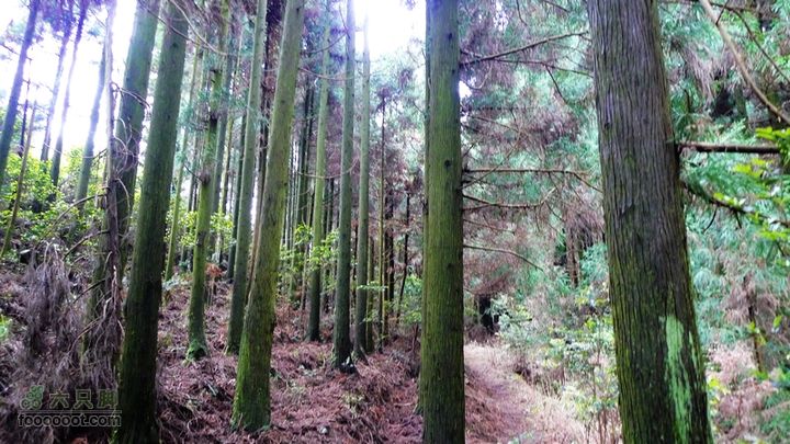 盘古楼尖穿越(桐岭-岷岗)穿过这片野猪林就到盘古楼尖