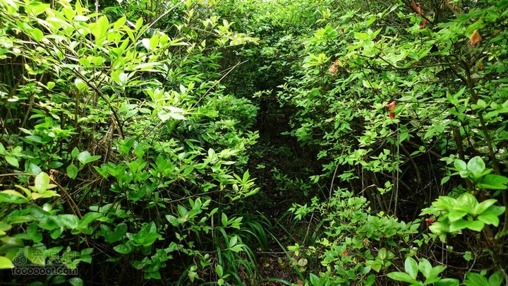 盘古楼尖穿越(桐岭-岷岗)钻进这片茂密的树林，大家都湿身了。