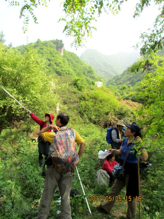 5.5 五泉岭--甘峪梁--佛疙瘩穿越2012.5.5五泉岭穿越 307_副本