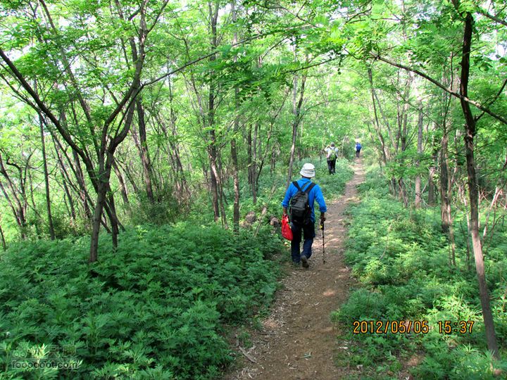 5.5 五泉岭--甘峪梁--佛疙瘩穿越2012.5.5五泉岭穿越 315_副本