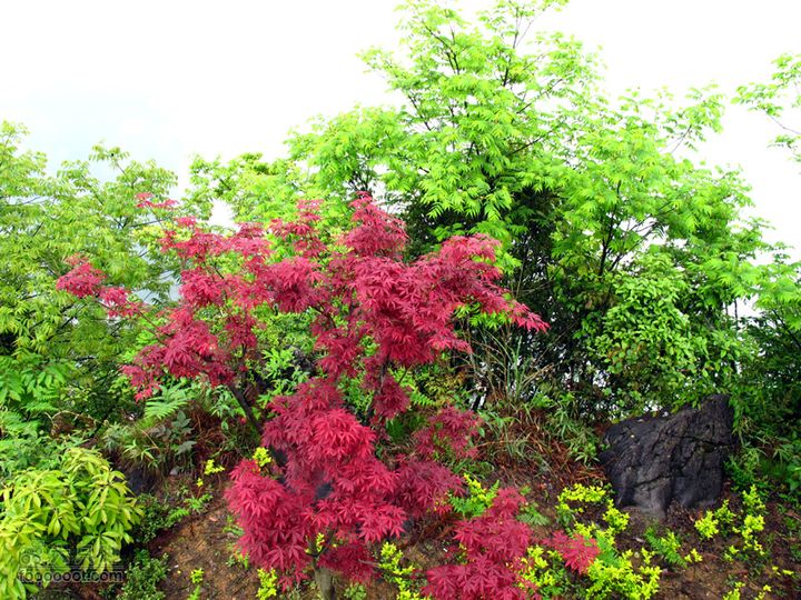恩施的小山包^_^IMG_1203