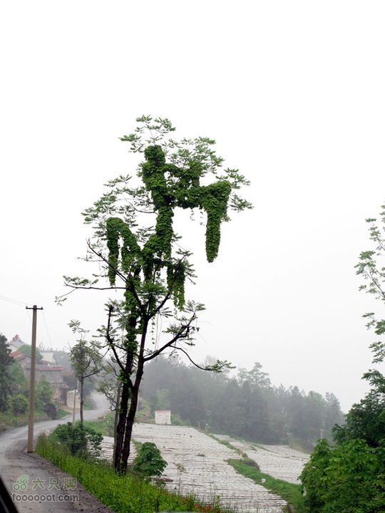 恩施的小山包^_^IMG_1230
