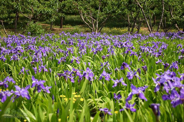 通州大运河森林公园两岸徒步紫色情调