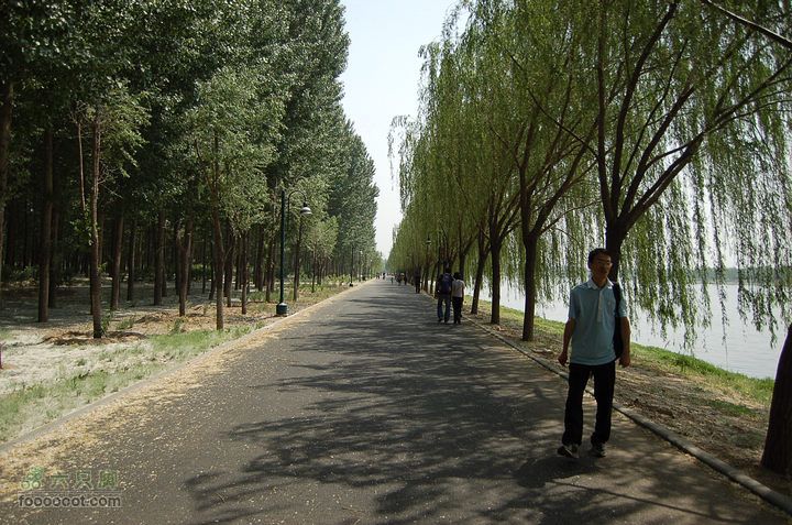 通州大运河森林公园两岸徒步杨柳低垂
