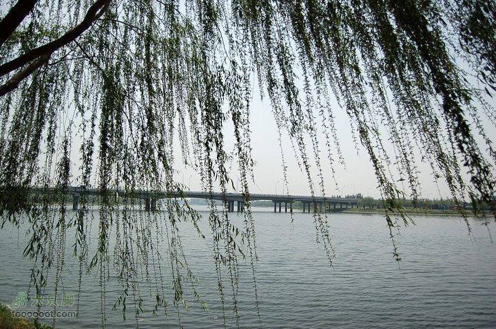 通州大运河森林公园两岸徒步春风拂面