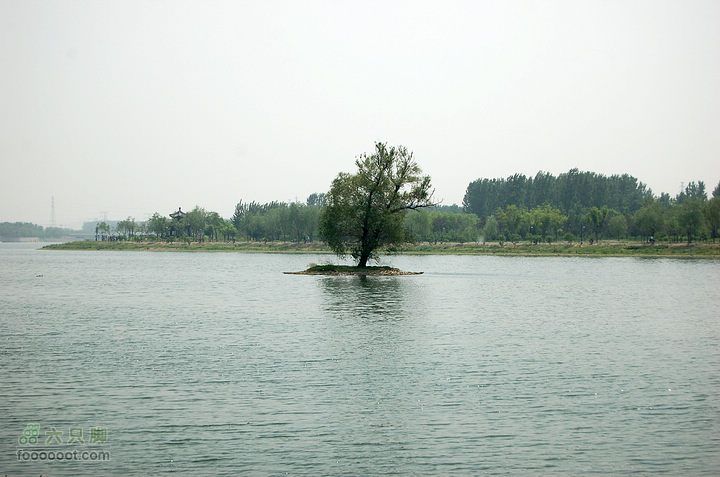 通州大运河森林公园两岸徒步孤独的小树