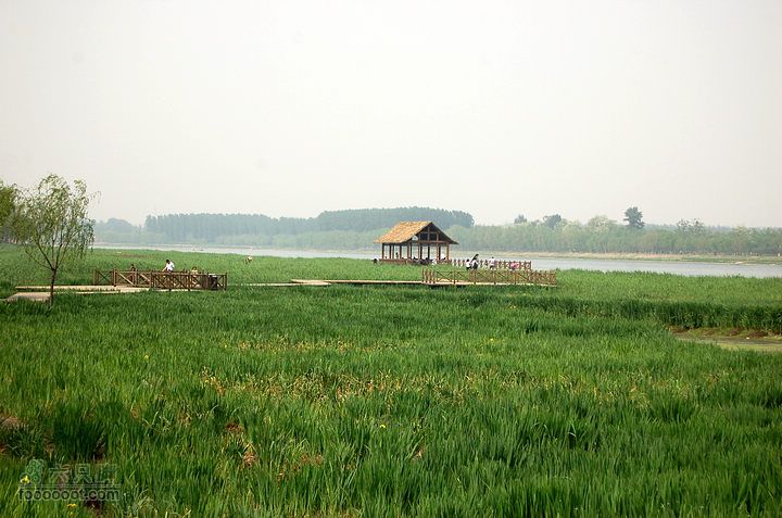 通州大运河森林公园两岸徒步芦苇荡