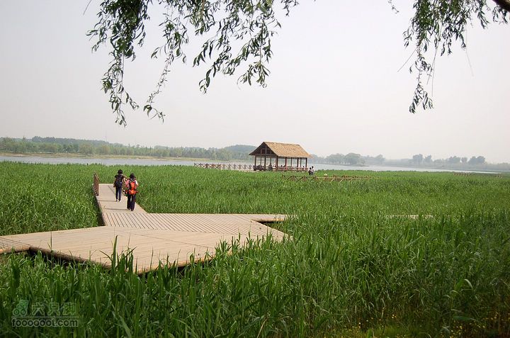 通州大运河森林公园两岸徒步満眼的绿