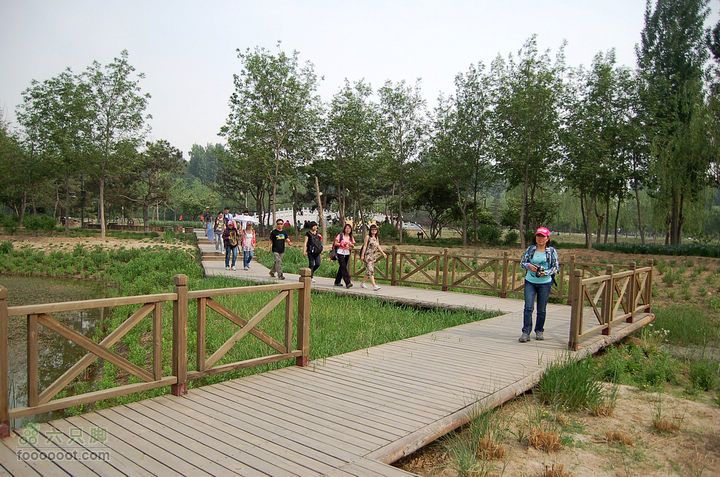 通州大运河森林公园两岸徒步56