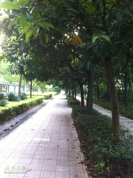 香蜜湖绿道红荔西路（水榭花都附近）