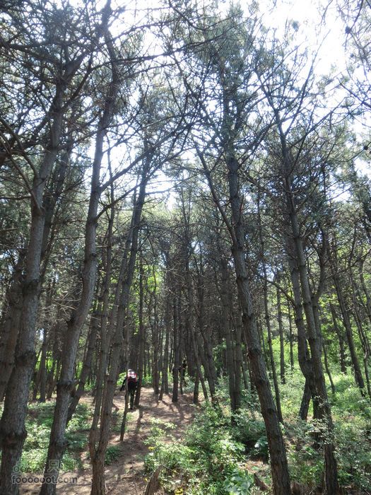 嵩岳寺穿越CIMG0048