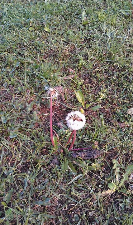 宜昌拉风俱乐部百里荒-黄花调整大小 调整大小 IMAG0886
