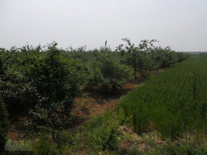 骑行唐泰陵  又观龙首渠DSCN1484