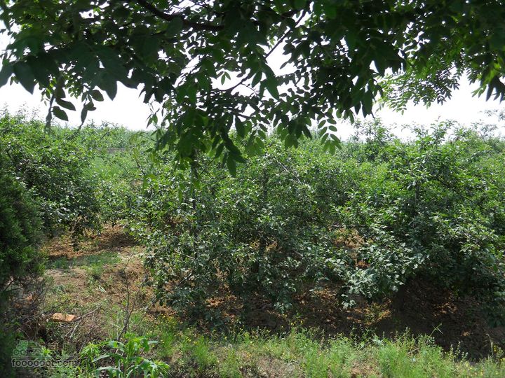 骑行唐泰陵  又观龙首渠DSCN1485