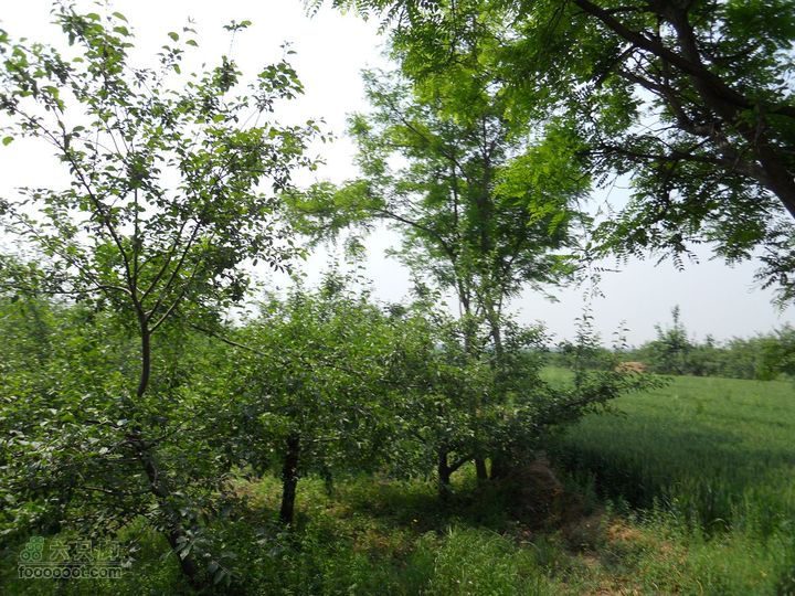 骑行唐泰陵  又观龙首渠DSCN1486