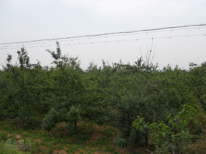 骑行唐泰陵  又观龙首渠DSCN1491