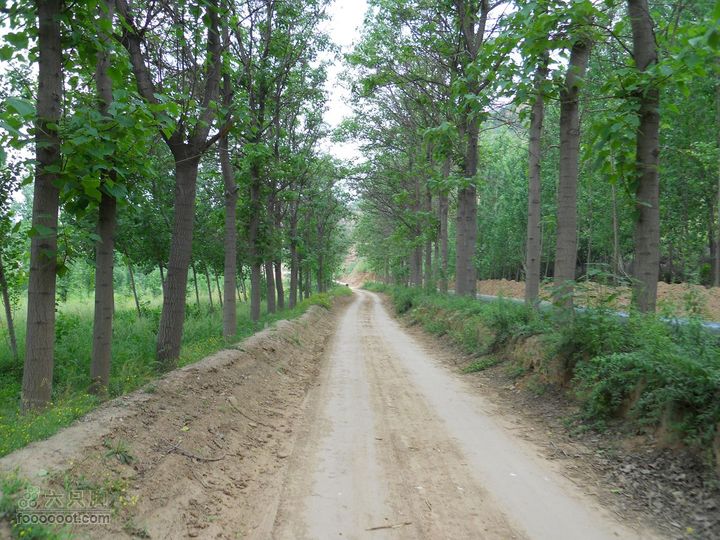 骑行唐泰陵  又观龙首渠DSCN1523