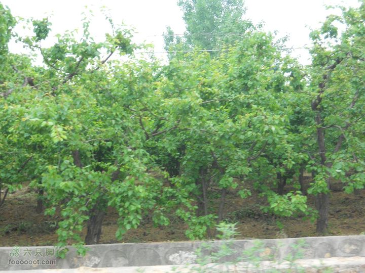 骑行唐泰陵  又观龙首渠DSCN1530