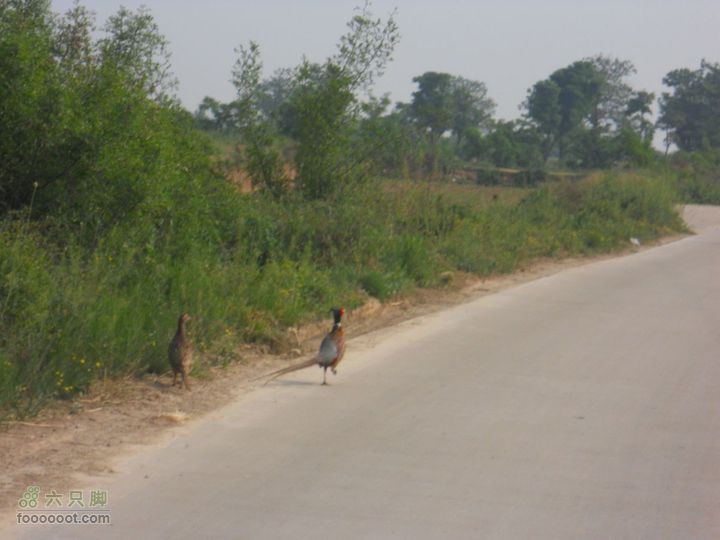 骑行唐泰陵  又观龙首渠DSCN1542