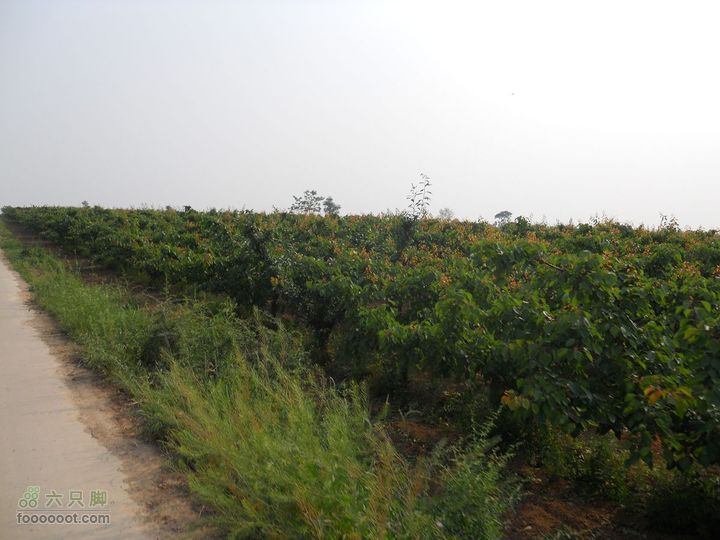 骑行唐泰陵  又观龙首渠DSCN1543