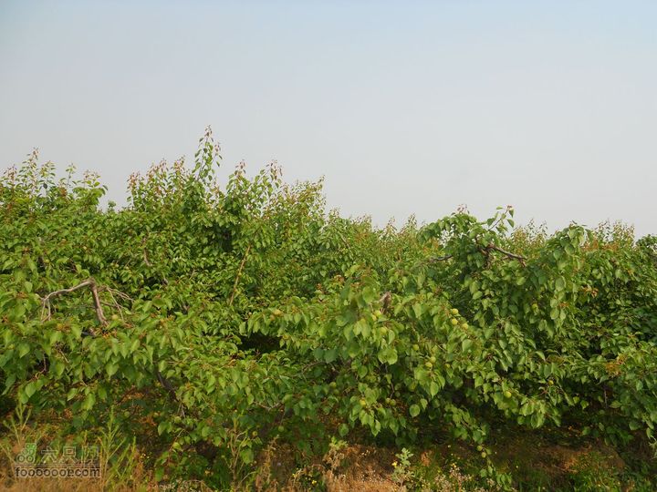 骑行唐泰陵  又观龙首渠DSCN1544