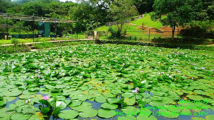 2012 05 13 荃錦坳、清快塘、小環塘、掃管笏P1470003